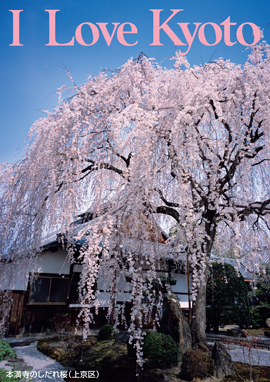 1.本満寺のしだれ桜（上京区）