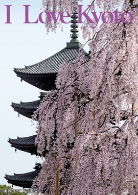 東寺の不二桜（南区）