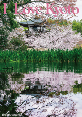 勧修寺の桜（山科区）