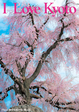 円山公園の枝垂れ桜（東山区）