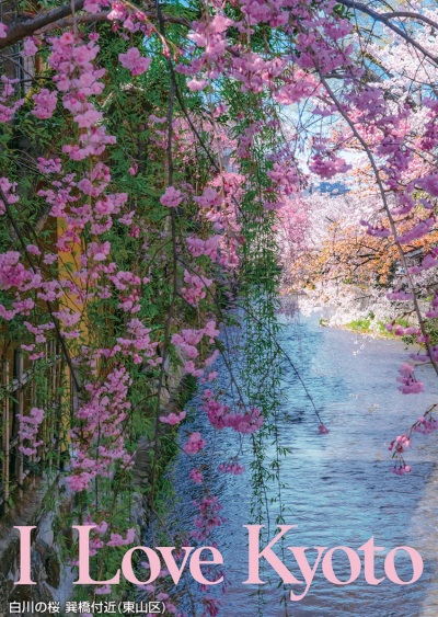 白川の桜 巽橋付近（東山区）