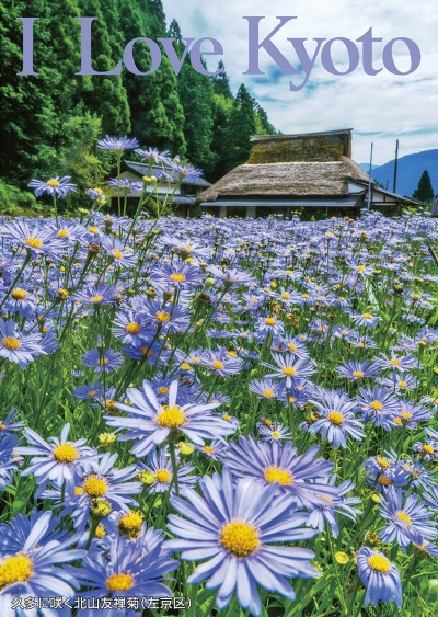 久多に咲く北山友禅菊（左京区）