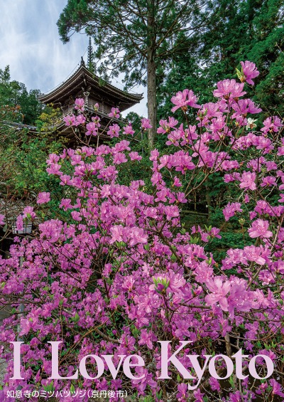 如意寺のミツバツツジ（京丹後市）
