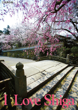 三井寺の桜