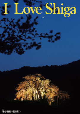 畑の夜桜 （信楽町）