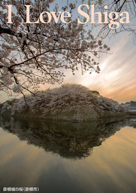 彦根城の桜（彦根市）