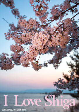 天野川河口の桜（米原市）