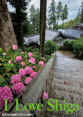 長命寺の紫陽花（近江八幡市）