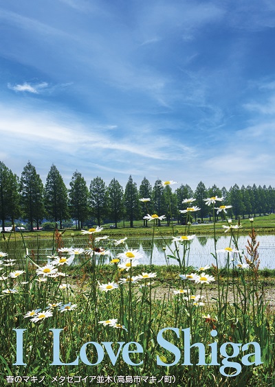 春のマキノ メタセコイア並木(高島市マキノ町)