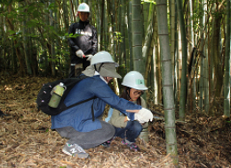 約20ｍの竹を協力して伐採