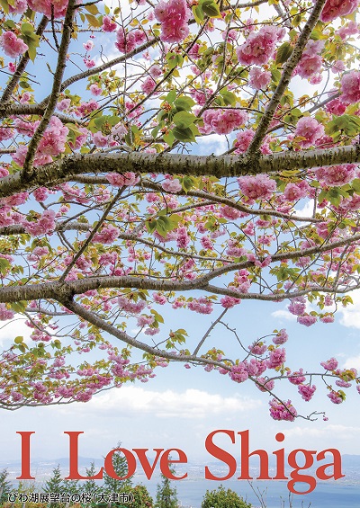 びわ湖展望台の桜（大津市）