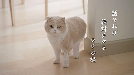 京銀 川柳劇場 第二話　「ウチの猫」篇イメージ