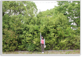 「京銀ふるさとの森」育成状況（2013年6月）写真2