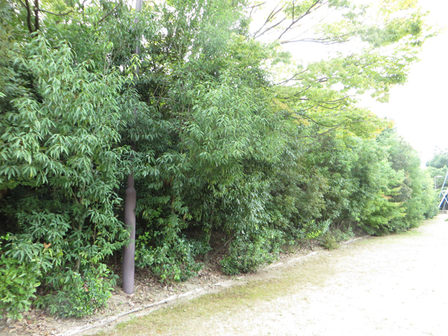 「京銀ふるさとの森」育成状況（2019年9月）写真5