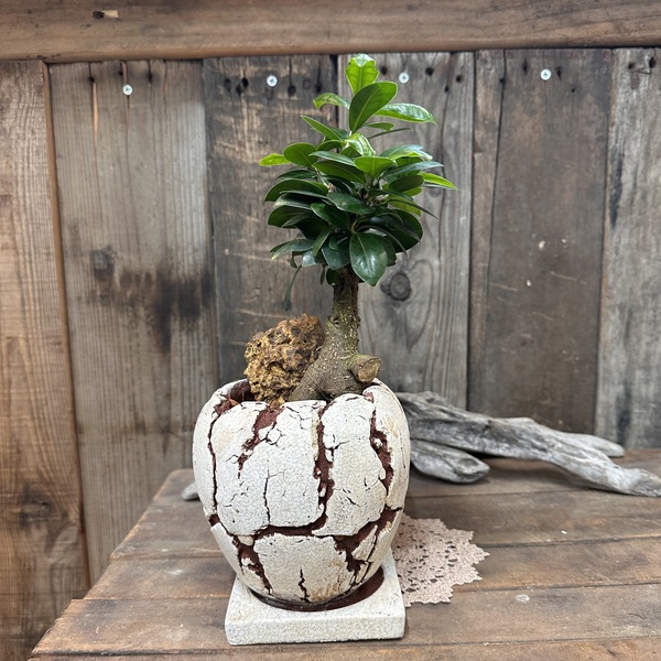 ガジュマル フィカス インテリアグリーン 観葉植物 陶器 植え替え済 no.847