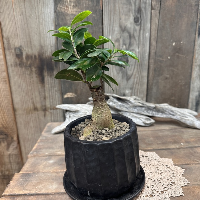 ガジュマル フィカス  インテリアグリーン 観葉植物　陶器　植替え済　no.846