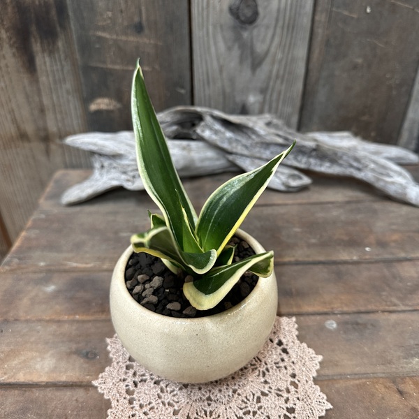 サンスベリア ハニー インテリアグリーン 観葉植物 陶器 植替え済 no.875