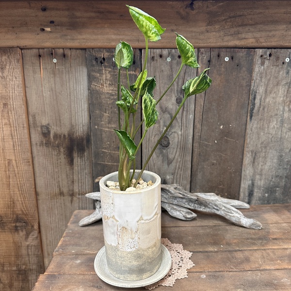 シンゴニウム リンクリー インテリアグリーン 観葉植物 陶器 植え替え済 no.749