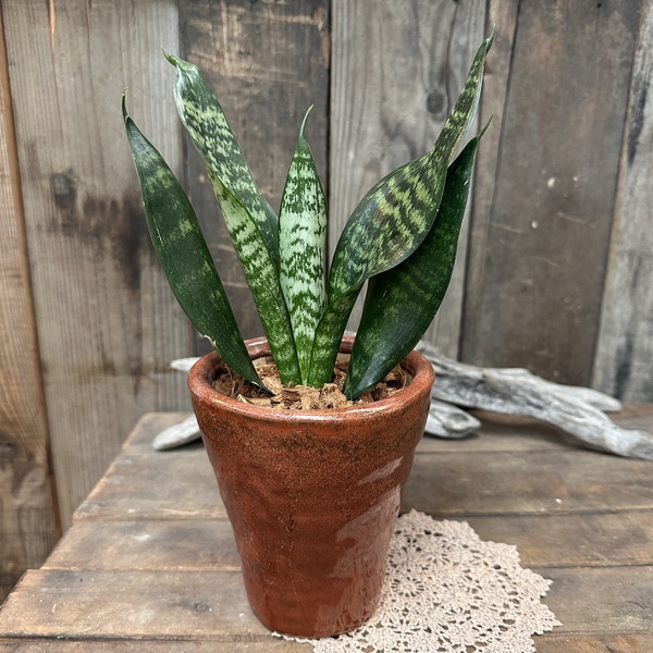 サンスベリア ゼラニカ インテリアグリーン 観葉植物 陶器 植替え済 no.853
