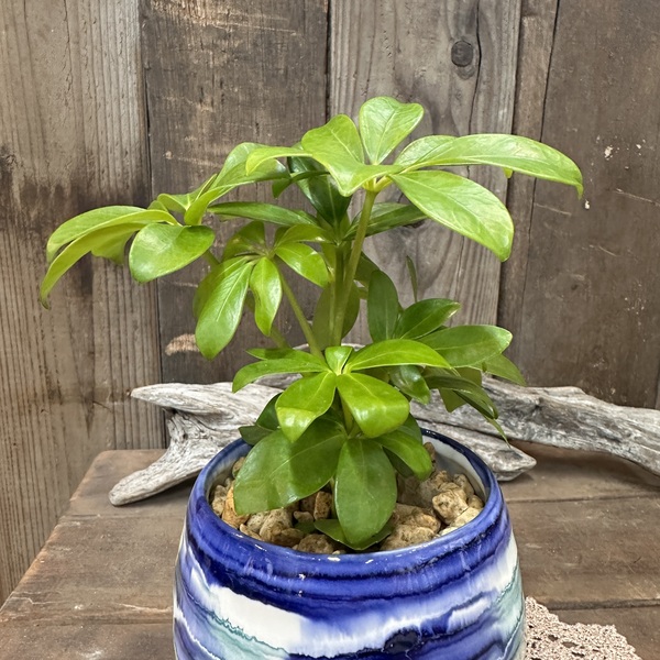 シェフレラ ホンコンカポック インテリアグリーン 観葉植物 陶器 植え替え済 no.870