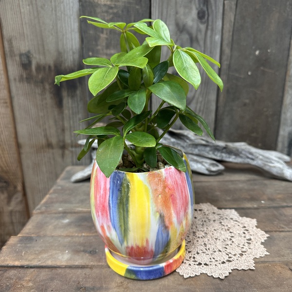 シェフレラ ホンコンカポック インテリアグリーン 観葉植物 陶器 植え替え済 no.871