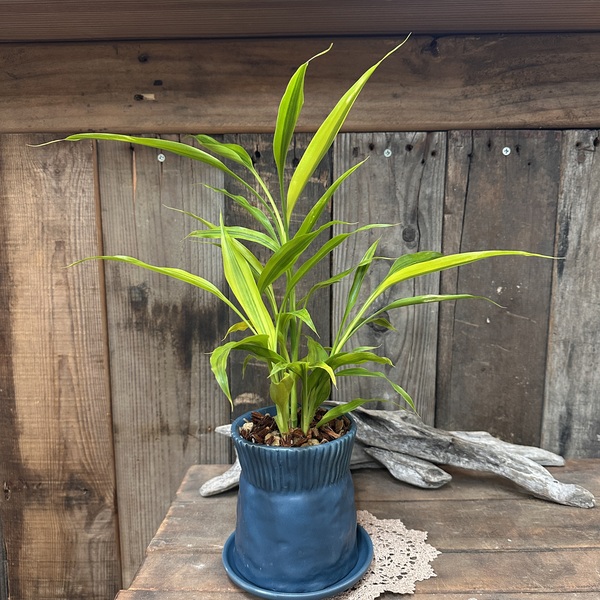 ドラセナ サンデリアーナ ゴールド インテリアグリーン 観葉植物  陶器 no.877