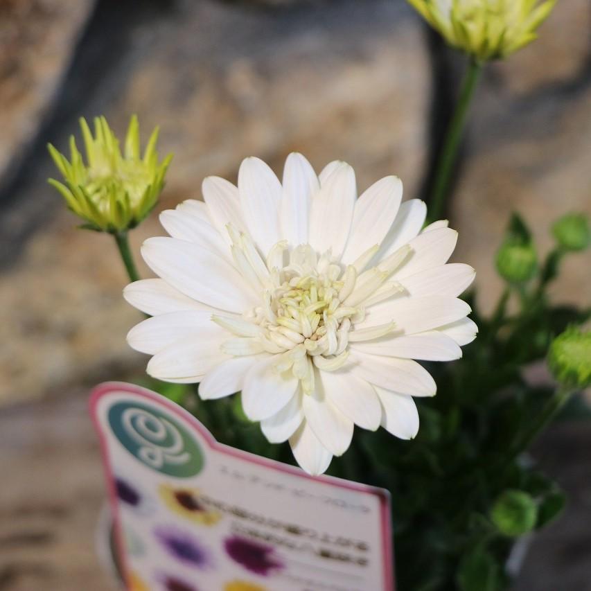 八重咲き オステオスペルマ 3Dシリーズ ナヌーク 3.5号ポット苗 【3株販売】 寄せ植え 花壇 鉢植え お洒落 オシャレ 可愛い カワイイ 春の花 秋の花 冬の花 花
