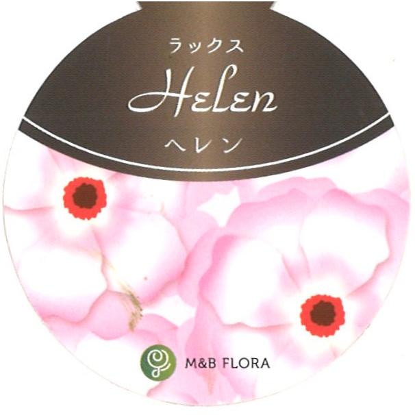 ラナンキュラス ラックス ヘレン 4〜5号ポット苗 【1株販売】 寄せ植え 花壇 鉢植え お洒落 可愛い アンティーク 宿根草 球根 毎年咲く 春の花 冬の花 花 苗 初心者