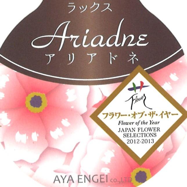 ラナンキュラス ラックス アリアドネ 4〜5号ポット苗 【1株販売】 寄せ植え 花壇 鉢植え お洒落 可愛い アンティーク 宿根草 球根 毎年咲く 春の花 冬の花 花 苗 初心者