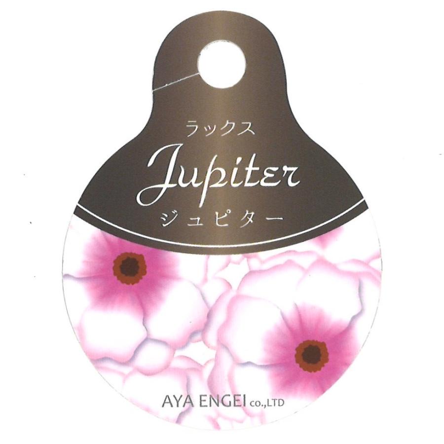 ラナンキュラス ラックス ジュピター  4〜5号ポット苗 【1株販売】 寄せ植え 花壇 鉢植え お洒落 可愛い アンティーク 宿根草 球根 毎年咲く 春の花 冬の花 花 苗 初心者