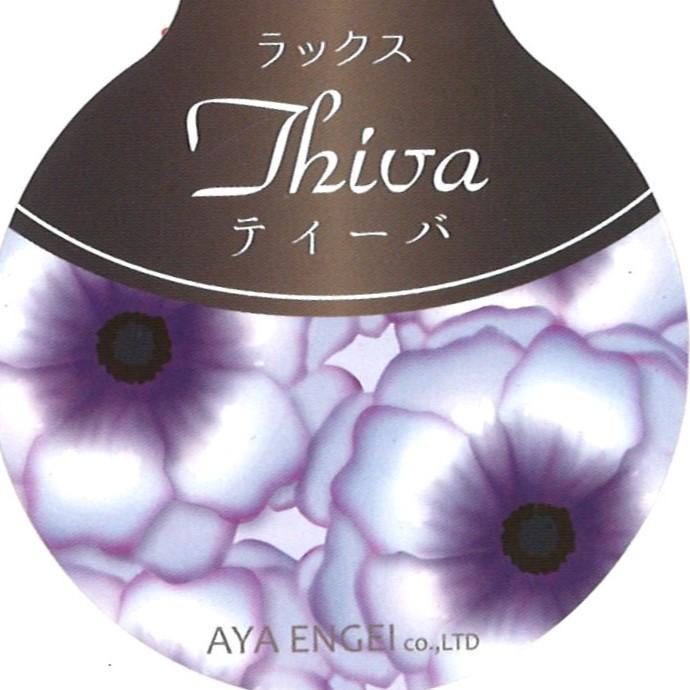 ラナンキュラス ラックス ティーバ  4〜5号ポット苗 【1株販売】 寄せ植え 花壇 鉢植え お洒落 可愛い アンティーク 宿根草 球根 毎年咲く 春の花 冬の花 花 苗 初心者