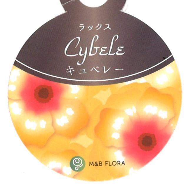 ラナンキュラス ラックス キュベレー  4〜5号ポット苗 【1株販売】 寄せ植え 花壇 鉢植え お洒落 可愛い アンティーク 宿根草 球根 毎年咲く 春の花 冬の花 花 苗 初心者
