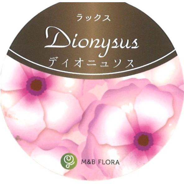 ラナンキュラス ラックス ディオニュソス  4〜5号ポット苗 【1株販売】 寄せ植え 花壇 鉢植え お洒落 可愛い アンティーク 宿根草 球根 毎年咲く 春の花 冬の花 花 苗 初心者