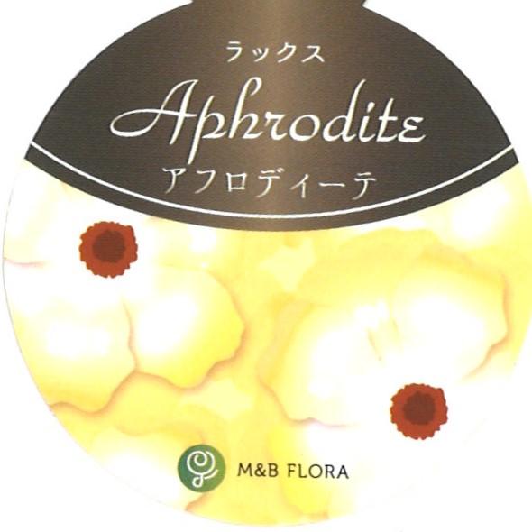 ラナンキュラス ラックス アフロディーテ  4〜5号ポット苗 【1株販売】 寄せ植え 花壇 鉢植え お洒落 可愛い アンティーク 宿根草 球根 毎年咲く 春の花 冬の花 花 苗 初心者