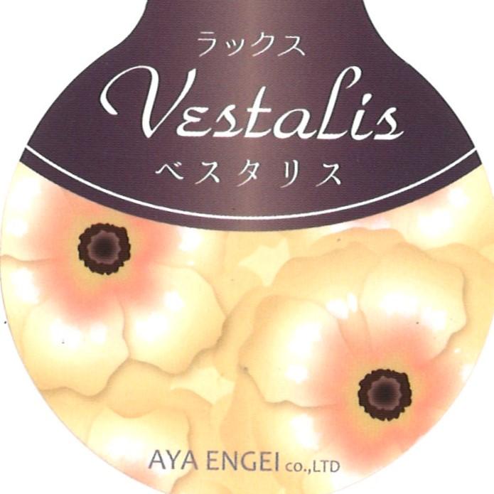 ラナンキュラス ラックス ベスタリス   4〜5号ポット苗 【1株販売】 寄せ植え 花壇 鉢植え お洒落 可愛い アンティーク 宿根草 球根 毎年咲く 春の花 冬の花 花 苗 初心者