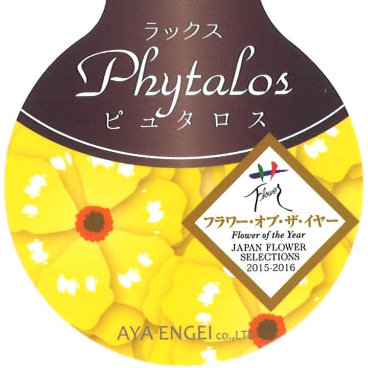 ラナンキュラス ラックス ピュタロス   4〜5号ポット苗 【1株販売】 寄せ植え 花壇 鉢植え お洒落 可愛い アンティーク 宿根草 球根 毎年咲く 春の花 冬の花 花 苗 初心者