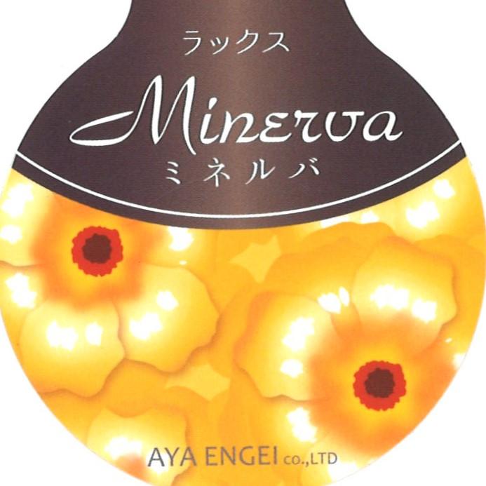 ラナンキュラス ラックス ミネルバ   4〜5号ポット苗 【1株販売】 寄せ植え 花壇 鉢植え お洒落 可愛い アンティーク 宿根草 球根 毎年咲く 春の花 冬の花 花 苗 初心者