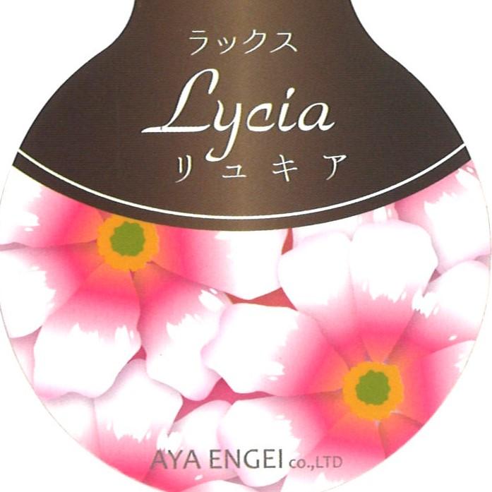 ラナンキュラス ラックス リュキア   4〜5号ポット苗 【1株販売】 寄せ植え 花壇 鉢植え お洒落 可愛い アンティーク 宿根草 球根 毎年咲く 春の花 冬の花 花 苗 初心者