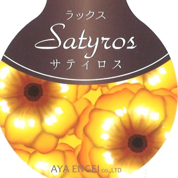 ラナンキュラス ラックス サティロス    4〜5号ポット苗 【1株販売】 寄せ植え 花壇 鉢植え お洒落 可愛い アンティーク 宿根草 球根 毎年咲く 春の花 冬の花 花 苗 初心者