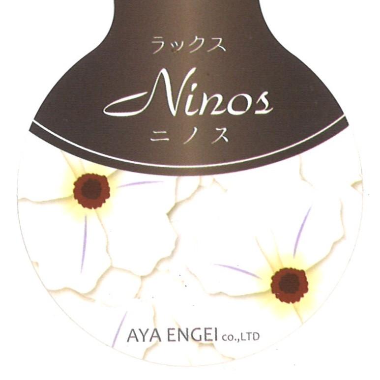 ラナンキュラス ラックス ニノス     4〜5号ポット苗 【1株販売】 寄せ植え 花壇 鉢植え お洒落 可愛い アンティーク 宿根草 球根 毎年咲く 春の花 冬の花 花 苗 初心者