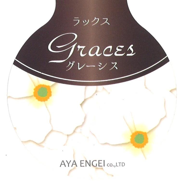 ラナンキュラス ラックス グレーシス   4〜5号ポット苗 【1株販売】 寄せ植え 花壇 鉢植え お洒落 可愛い アンティーク 宿根草 球根 毎年咲く 春の花 冬の花 花 苗 初心者