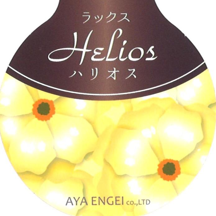 ラナンキュラス ラックス ハリオス   4〜5号ポット苗 【1株販売】 寄せ植え 花壇 鉢植え お洒落 可愛い アンティーク 宿根草 球根 毎年咲く 春の花 冬の花 花 苗 初心者