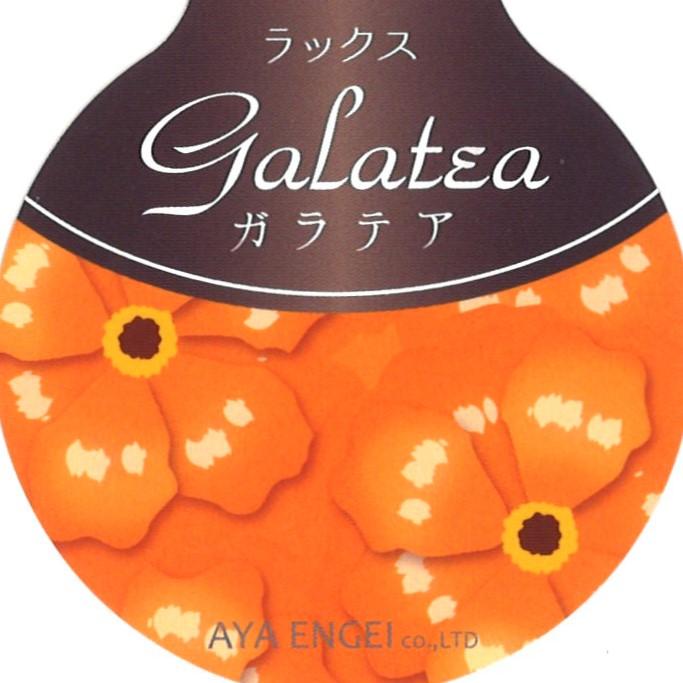 ラナンキュラス ラックス ガラテア   4〜5号ポット苗 【1株販売】 寄せ植え 花壇 鉢植え お洒落 可愛い アンティーク 宿根草 球根 毎年咲く 春の花 冬の花 花 苗 初心者