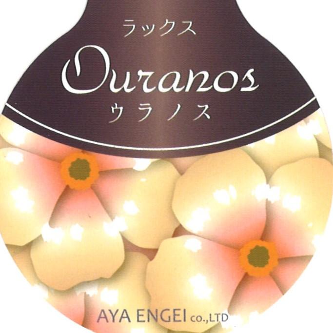 ラナンキュラス ラックス ウラノス  4〜5号ポット苗 【1株販売】 寄せ植え 花壇 鉢植え お洒落 可愛い アンティーク 宿根草 球根 毎年咲く 春の花 冬の花 花 苗 初心者