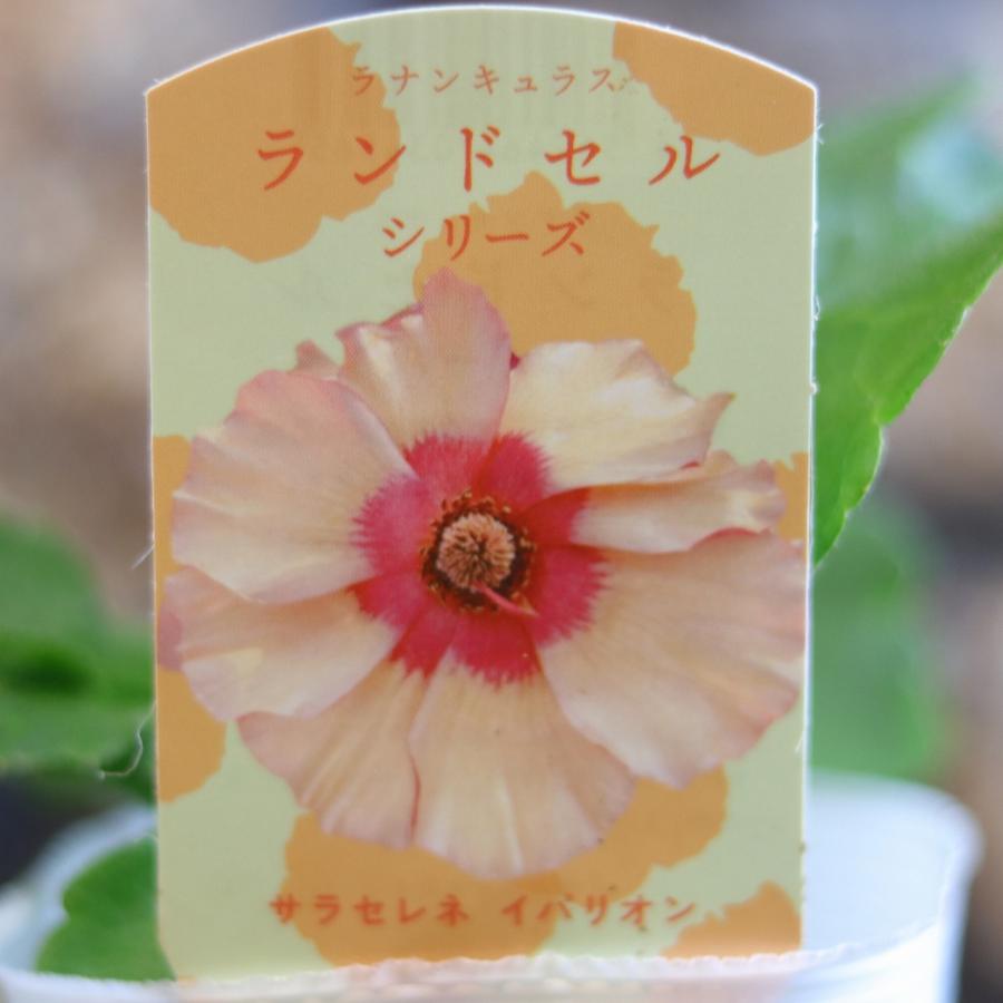 ラナンキュラス ランドセル サラセレネ イパリオン 3〜3.5号ポット苗 【1株販売】 寄せ植え 花壇 鉢植え お洒落 可愛い アンティーク 冬の花 春の花 花 苗 初心者