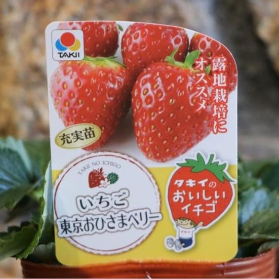 タキイ イチゴ苗 東京おひさまベリー 4号ポット苗 【3株販売】 一季なり