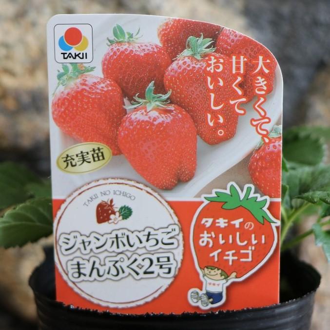 タキイ イチゴ苗 ジャンボイチゴ まんぷく2号 4号ポット苗 【1株販売】 一季なり