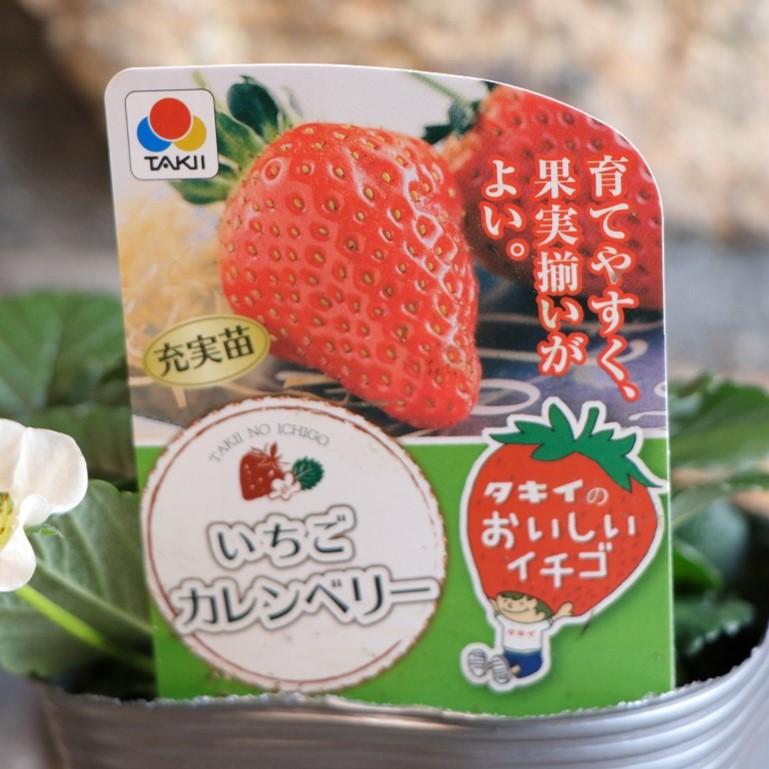タキイ イチゴ苗 カレンベリー 4号ポット苗 【1株販売】 一季なり イチゴ イチゴ苗 寄せ植え 花壇 鉢植え お洒落 可愛い 春の花 花 野菜 果物 苗 初心者