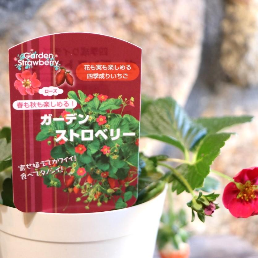 ガーデンストロベリー 3.5号鉢 【1株販売】 四季なり イチゴ イチゴ苗 寄せ植え 花壇 鉢植え お洒落 オシャレ 可愛い 春の花 花 野菜 果物