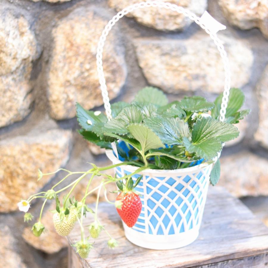 イチゴ 女峰 実付き 5号鉢 【1鉢販売】 一季なり イチゴ にょほう 寄せ植え 花壇 鉢植え お洒落 可愛い おいしい 甘い 春の花 花 野菜 果物 苗 初心者